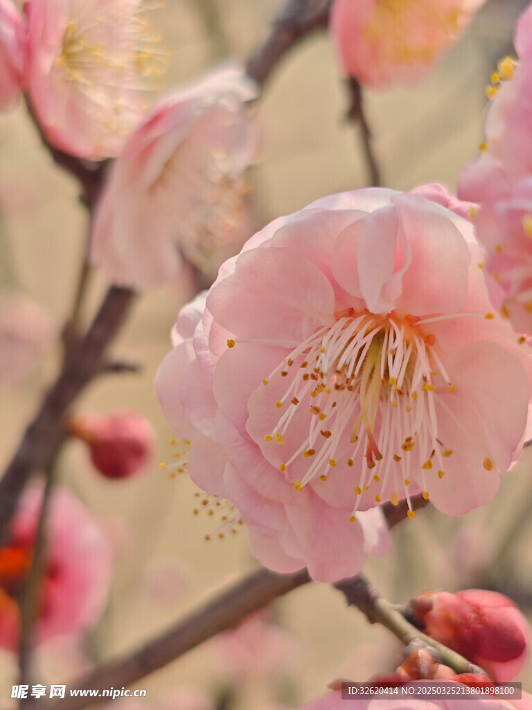 腊梅 梅花