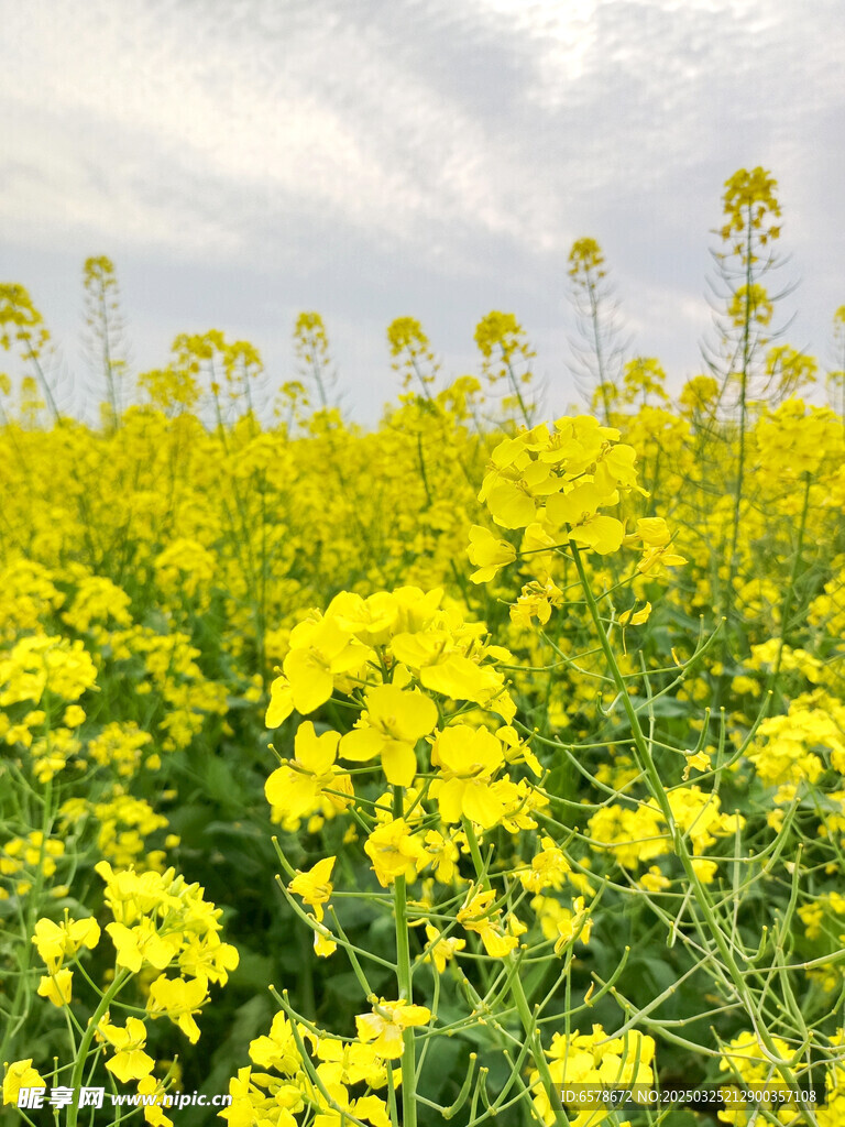 油菜花