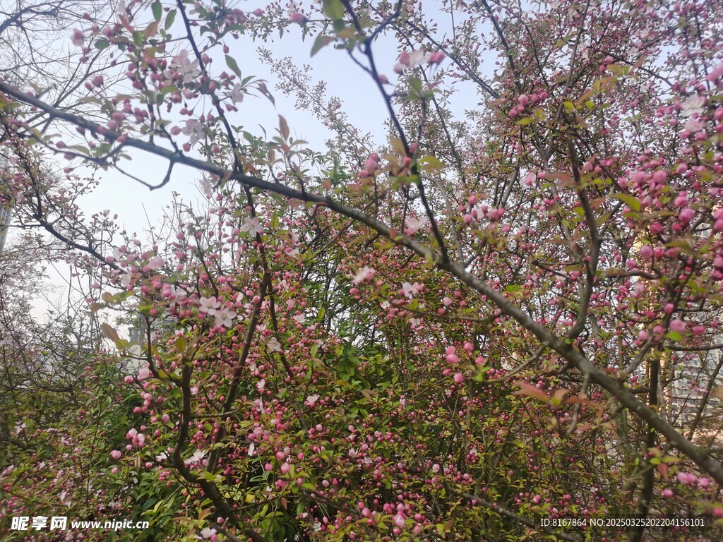 桃花