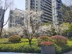 春天小区