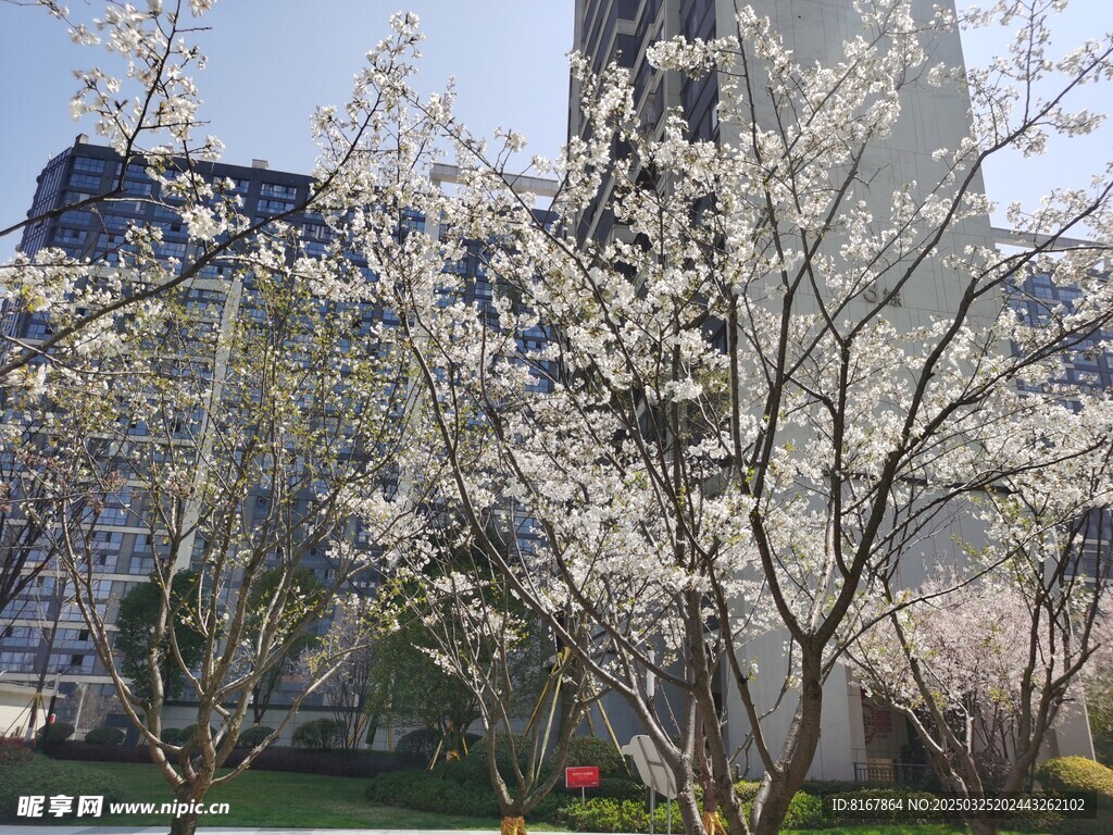小区桃花