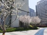 小区桃花