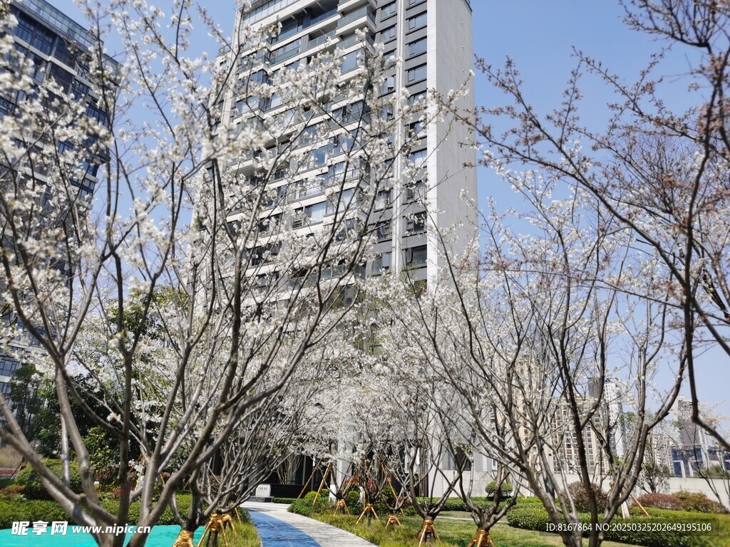 桃花