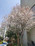 小区桃花