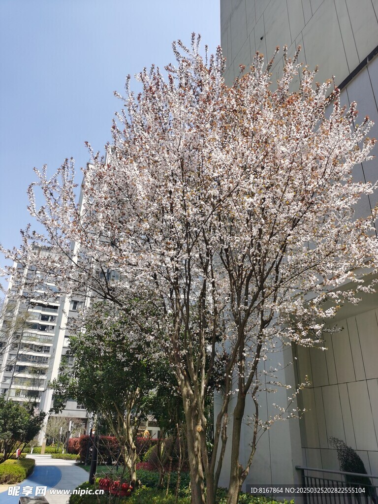 小区桃花
