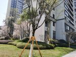 小区桃花
