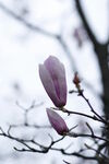 玉兰花 