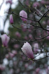 玉兰花 