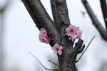 梅花树 