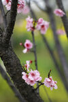 梅花树 