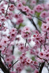 红梅花 