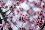 红梅花 