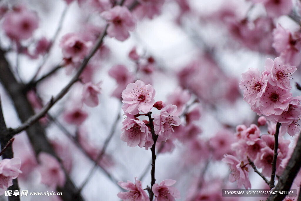 红梅花 