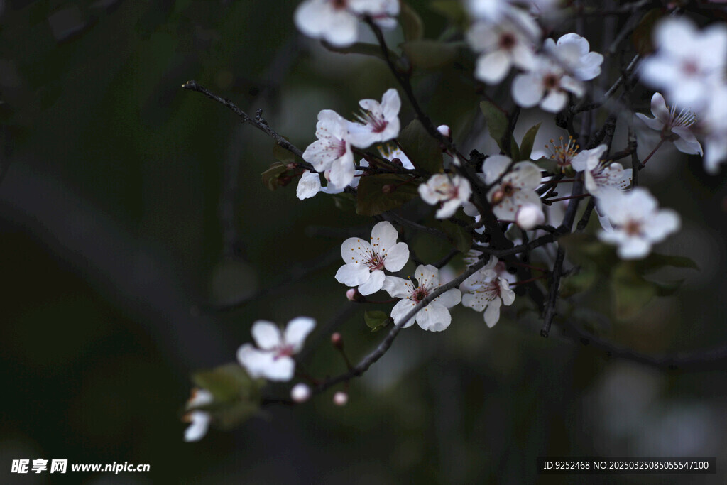 樱花枝 