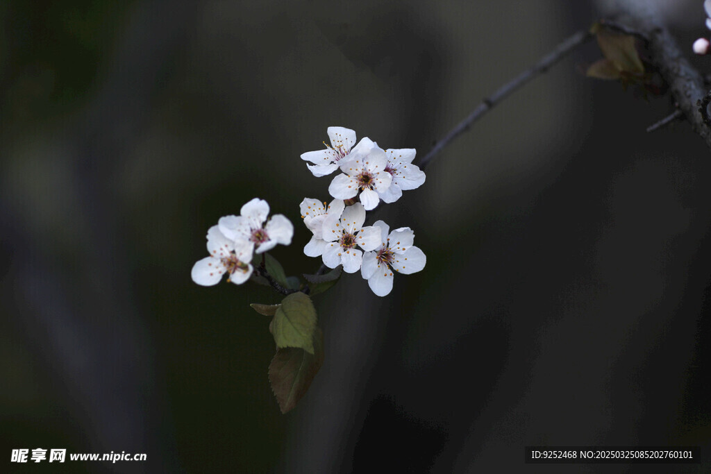 白樱花 