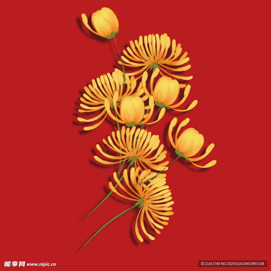 手绘菊花