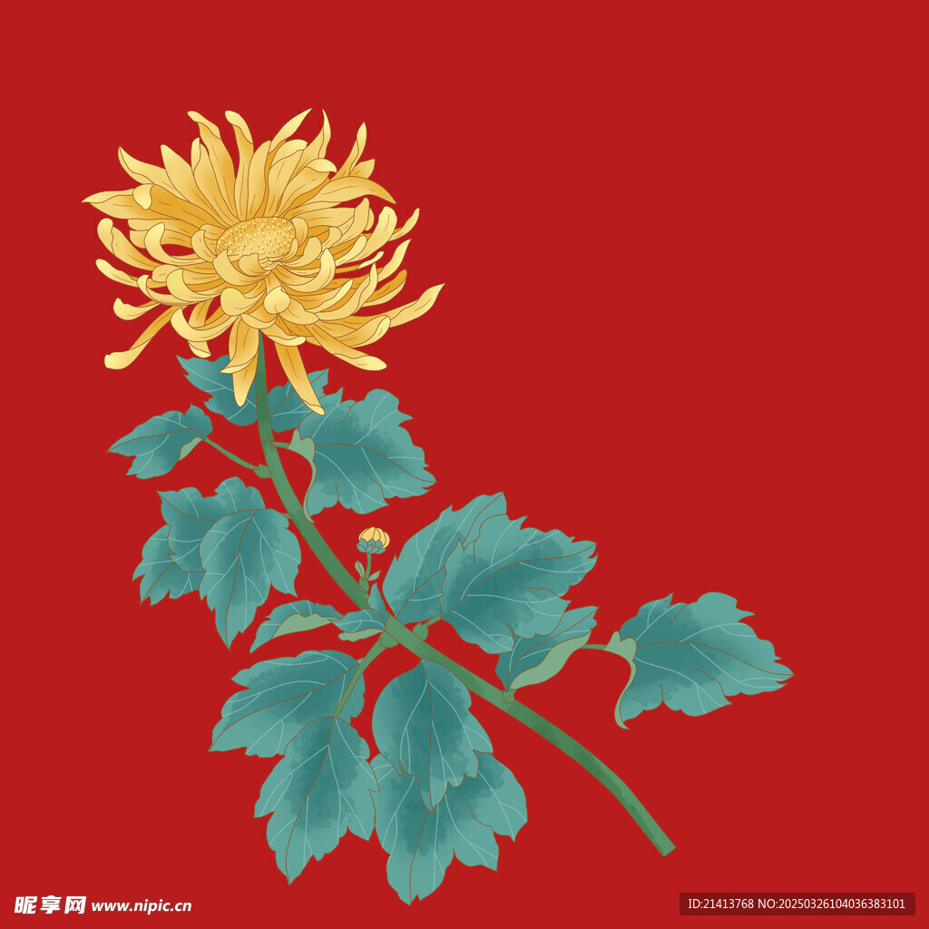 手绘菊花