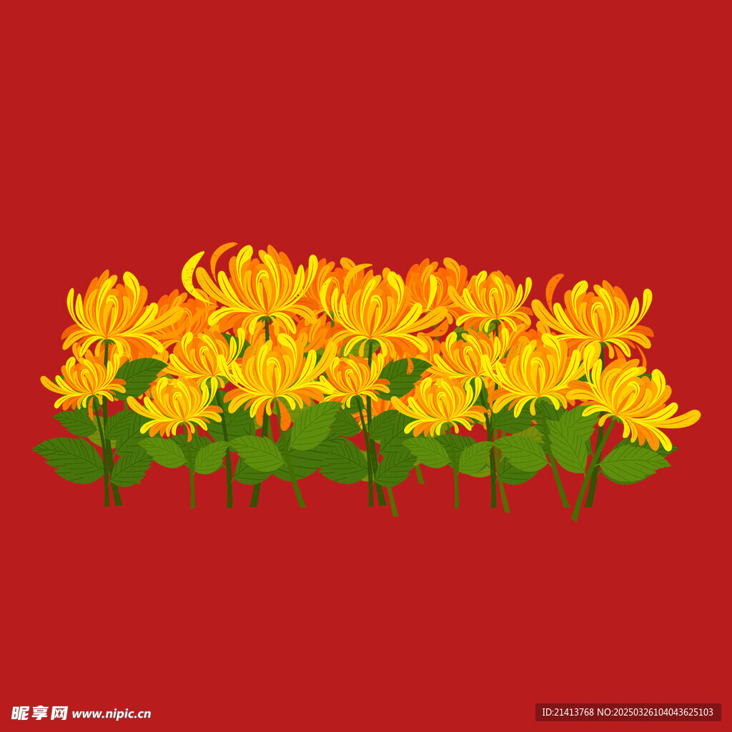 手绘菊花 