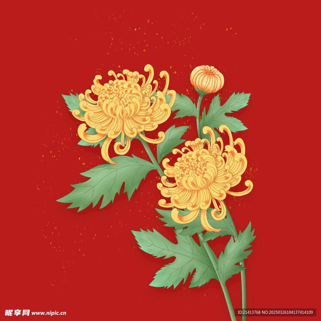 手绘菊花 