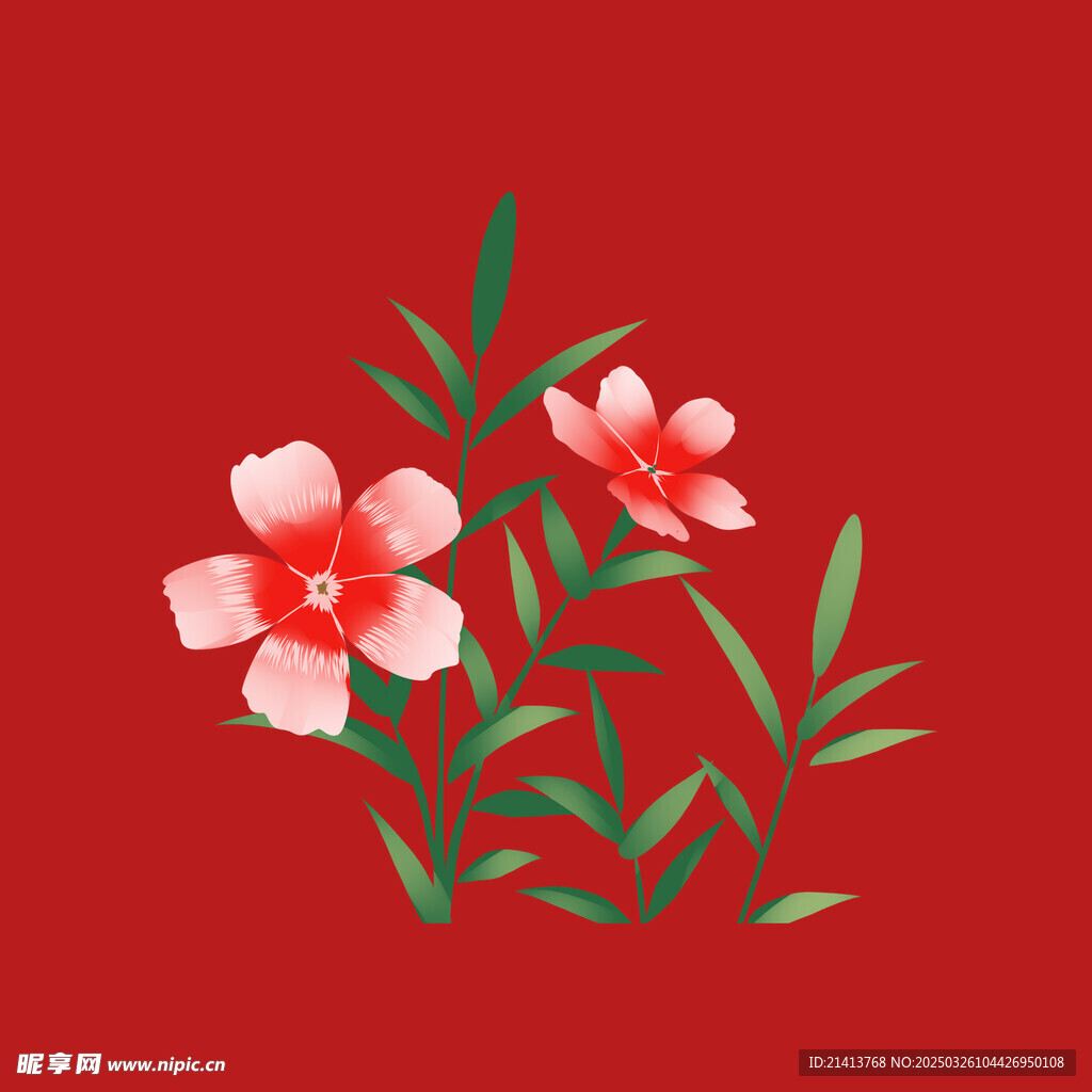 小雏菊菊花