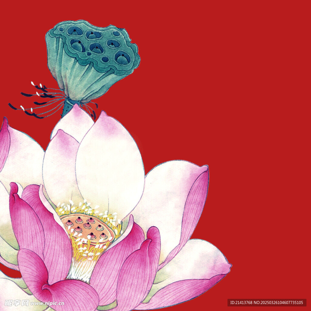 荷花莲花花卉 