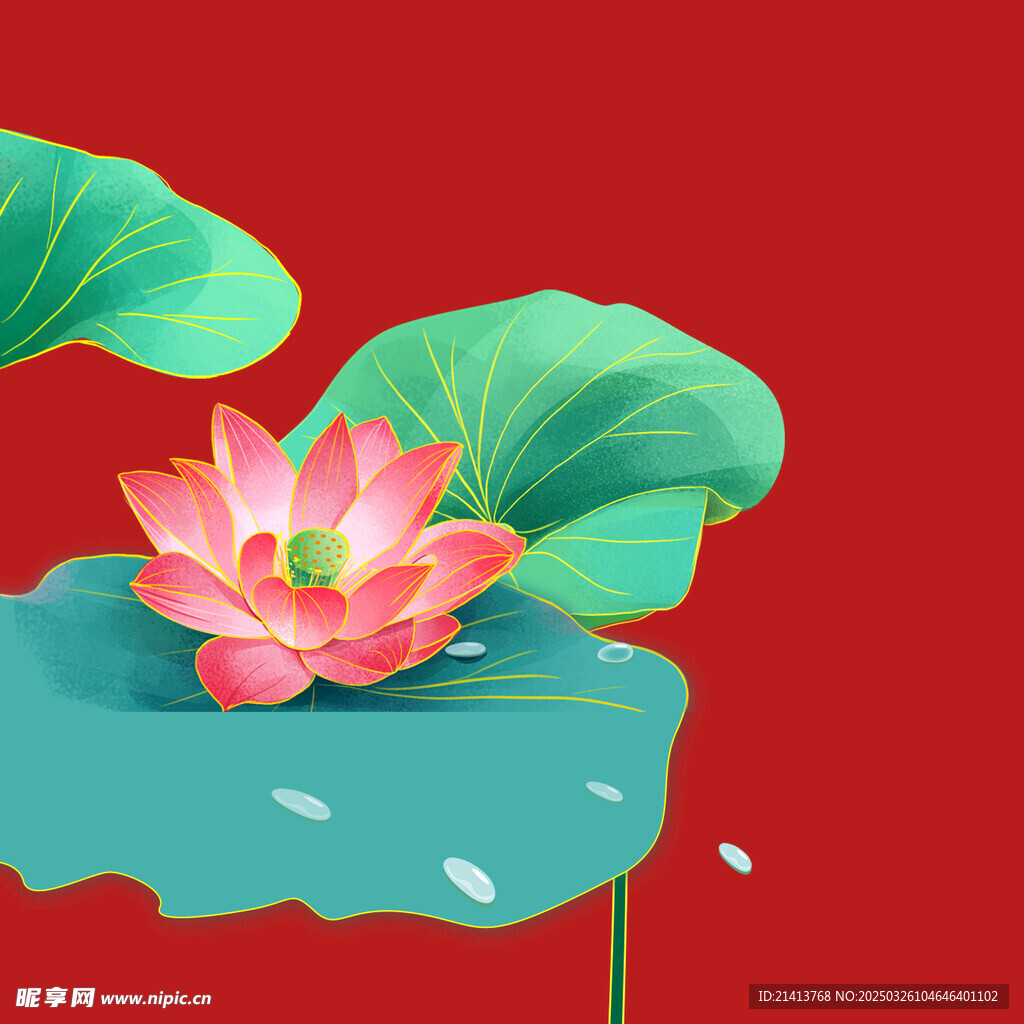 荷花莲花花卉