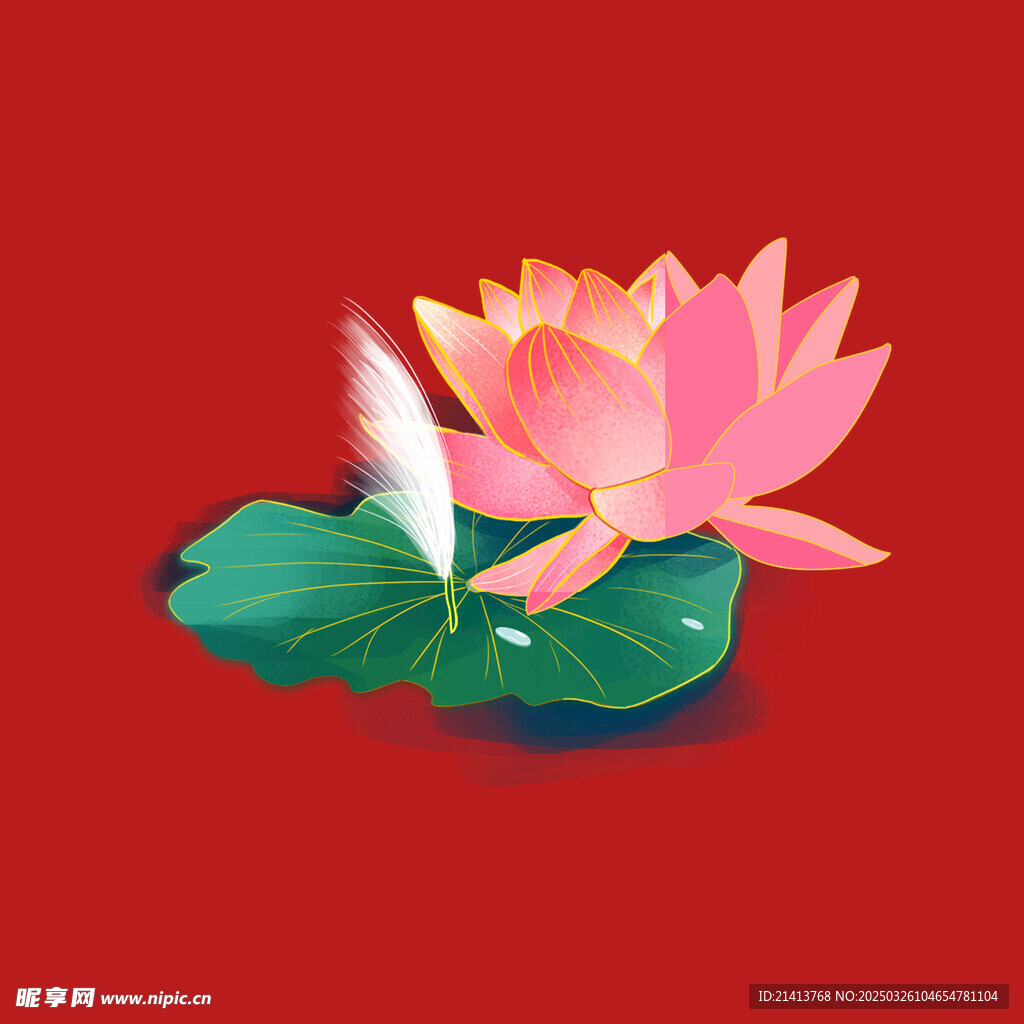 荷花莲花花卉 
