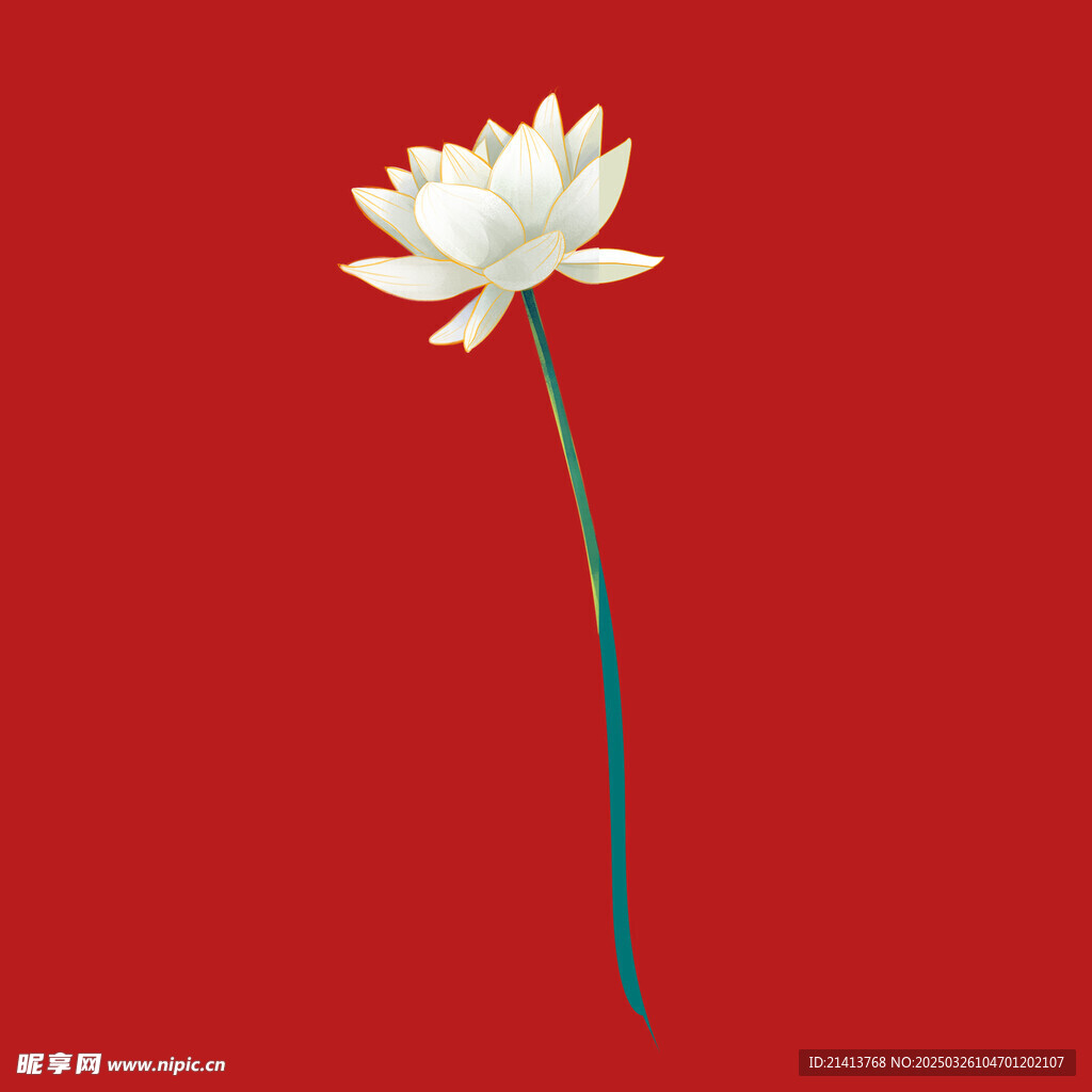 荷花莲花花卉