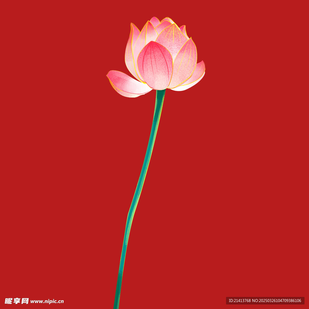 荷花莲花花卉 
