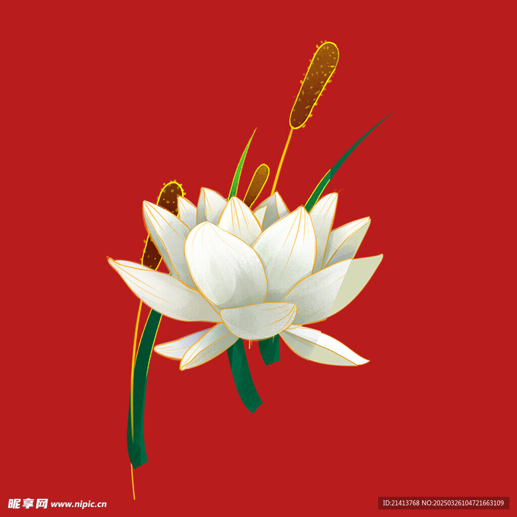 荷花莲花花卉