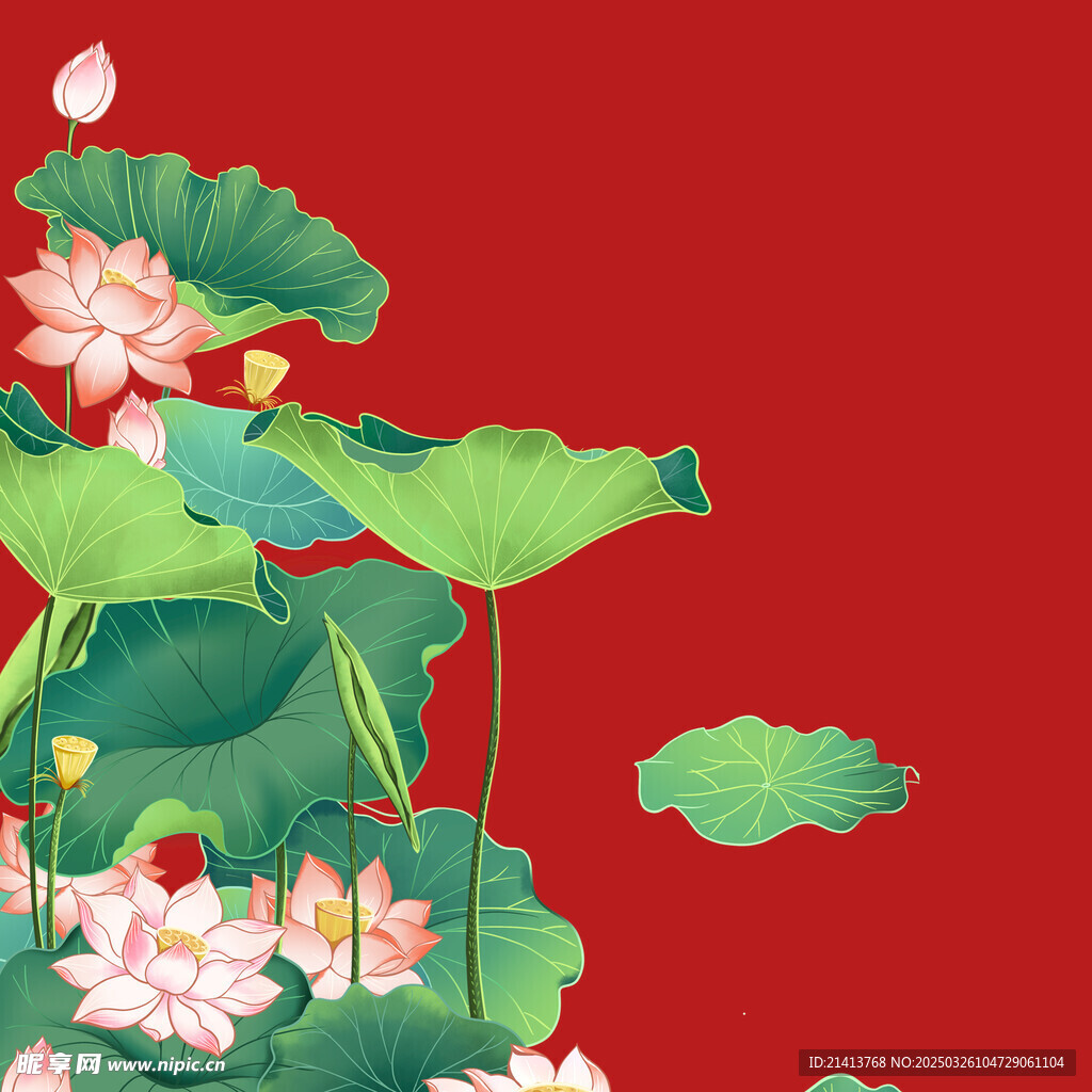 荷花莲花