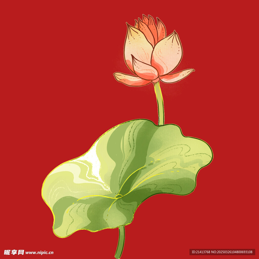 荷花莲花