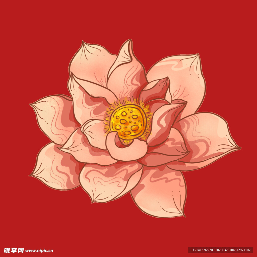 荷花莲花