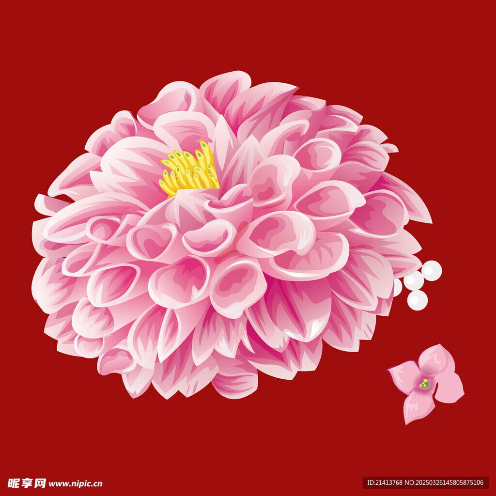 花朵牡丹花 
