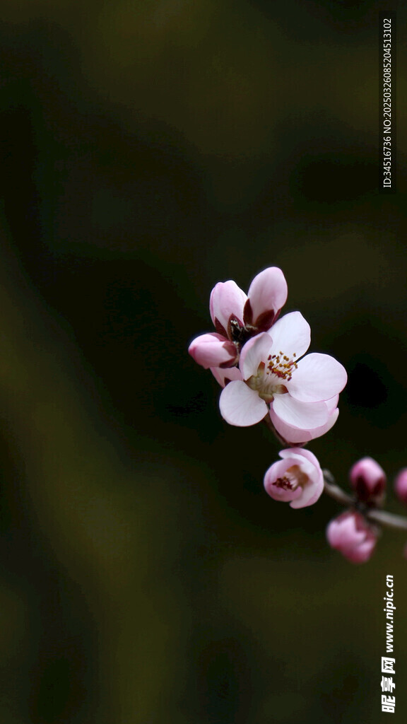 山桃花