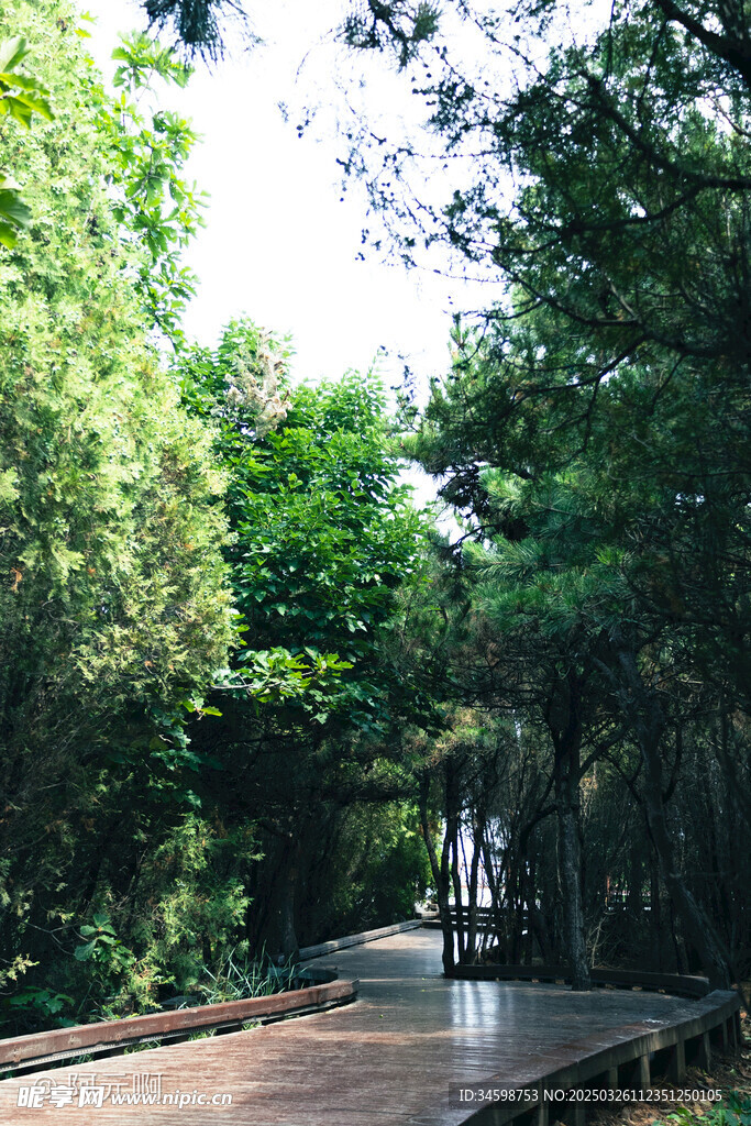 林间小路