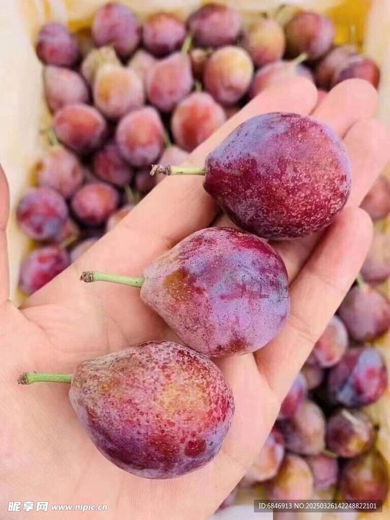 进口西梅特写