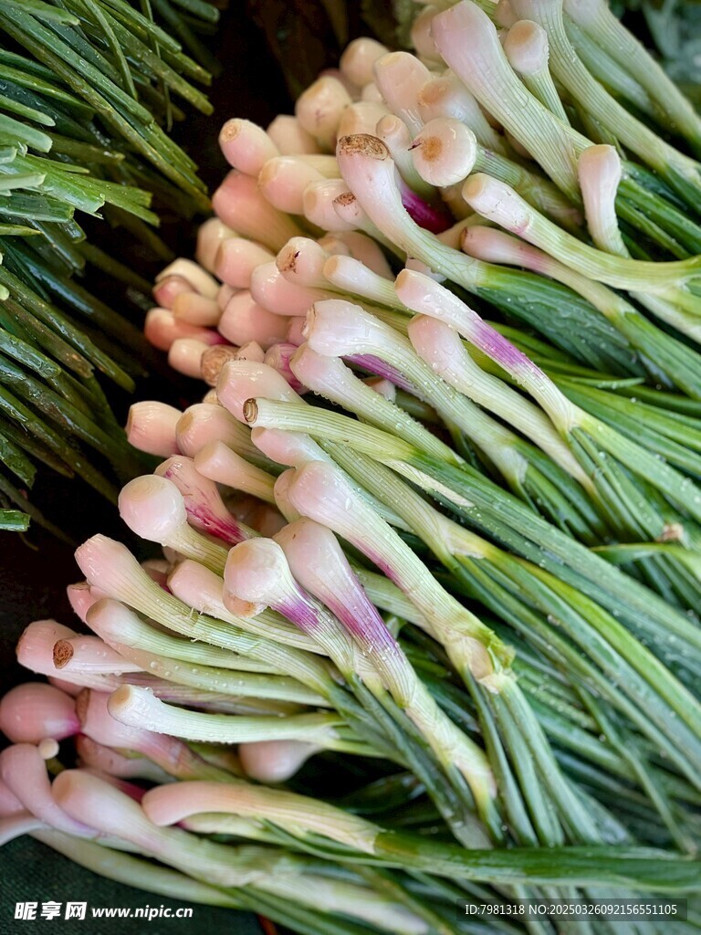 蒜苗