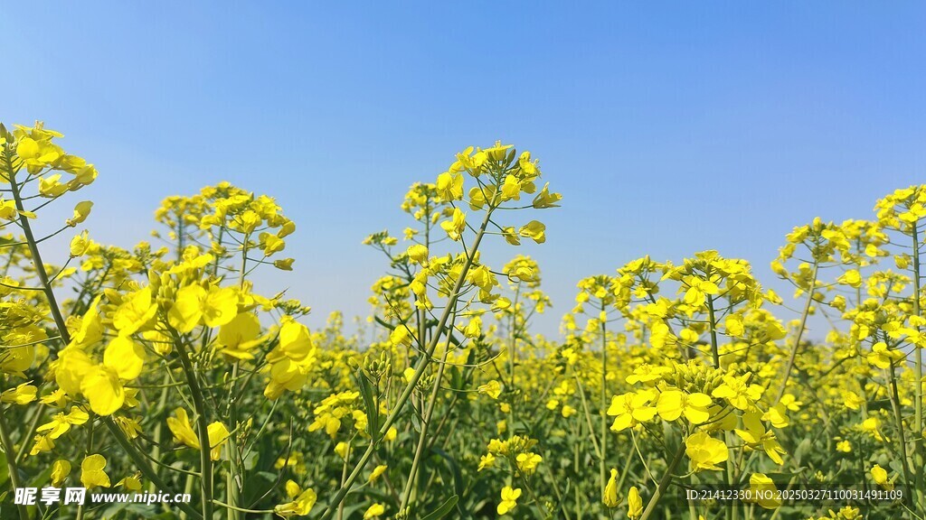 油菜花