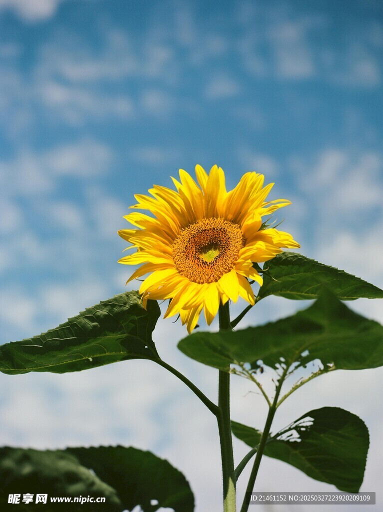 向日葵