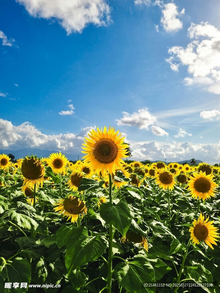 向日葵