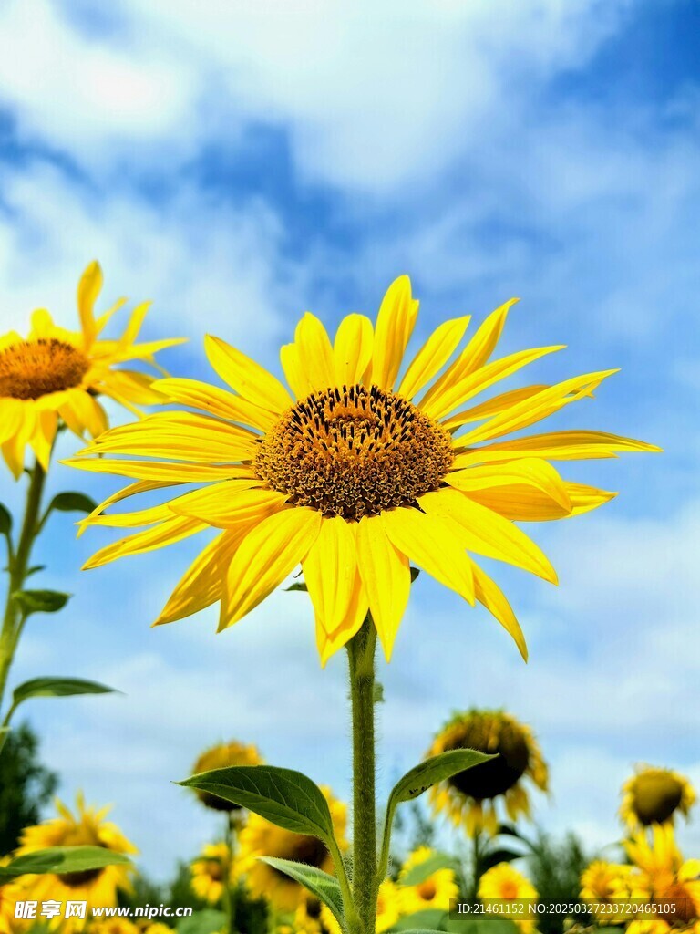 向日葵