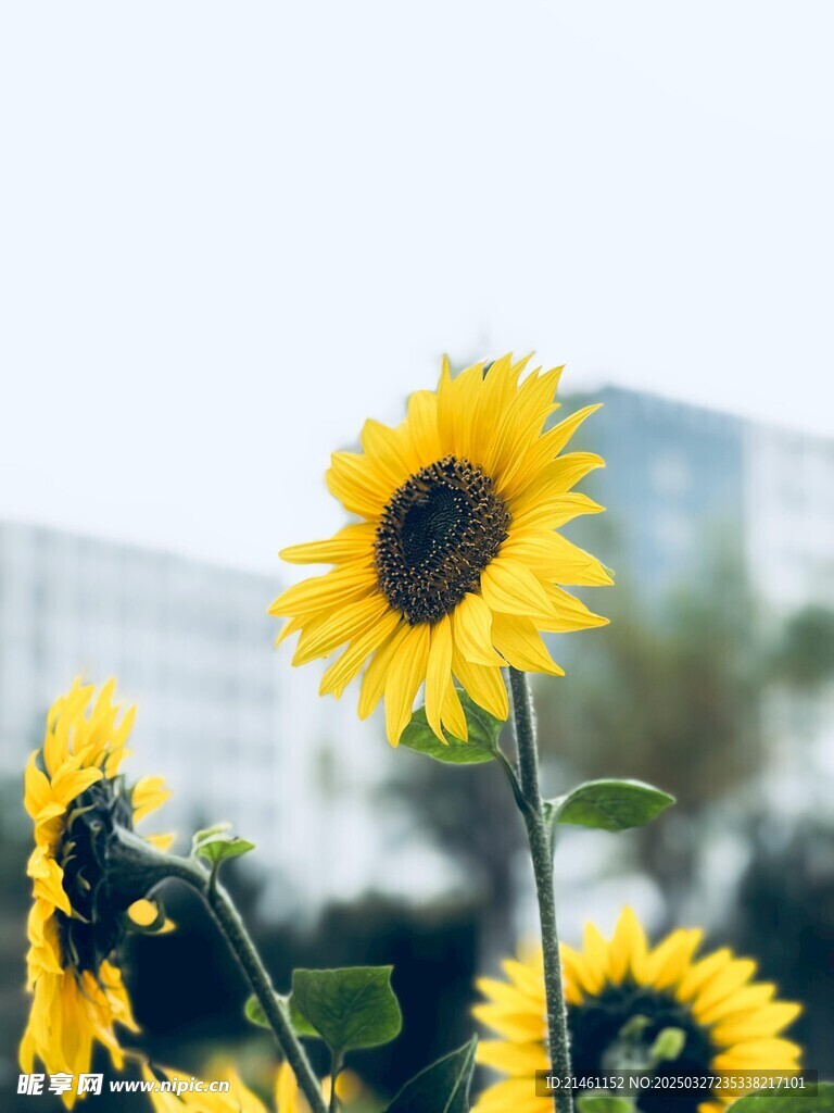 向日葵