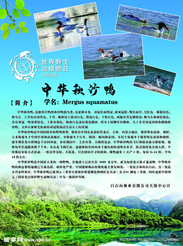 中华秋沙鸭