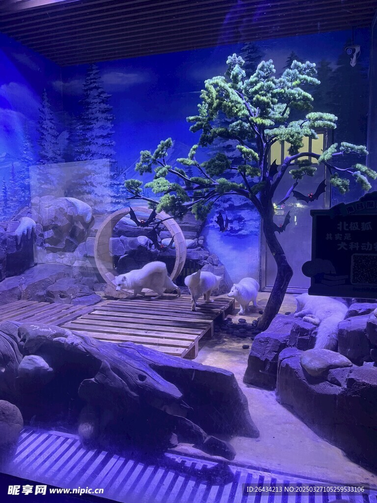 白色野生狐狸摄影