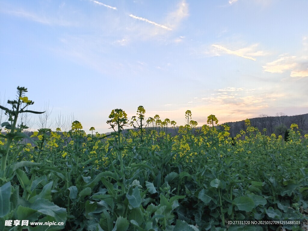油菜花
