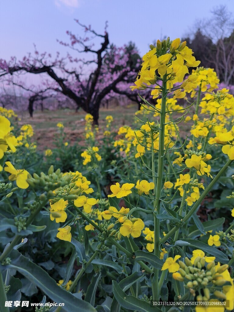 油菜花