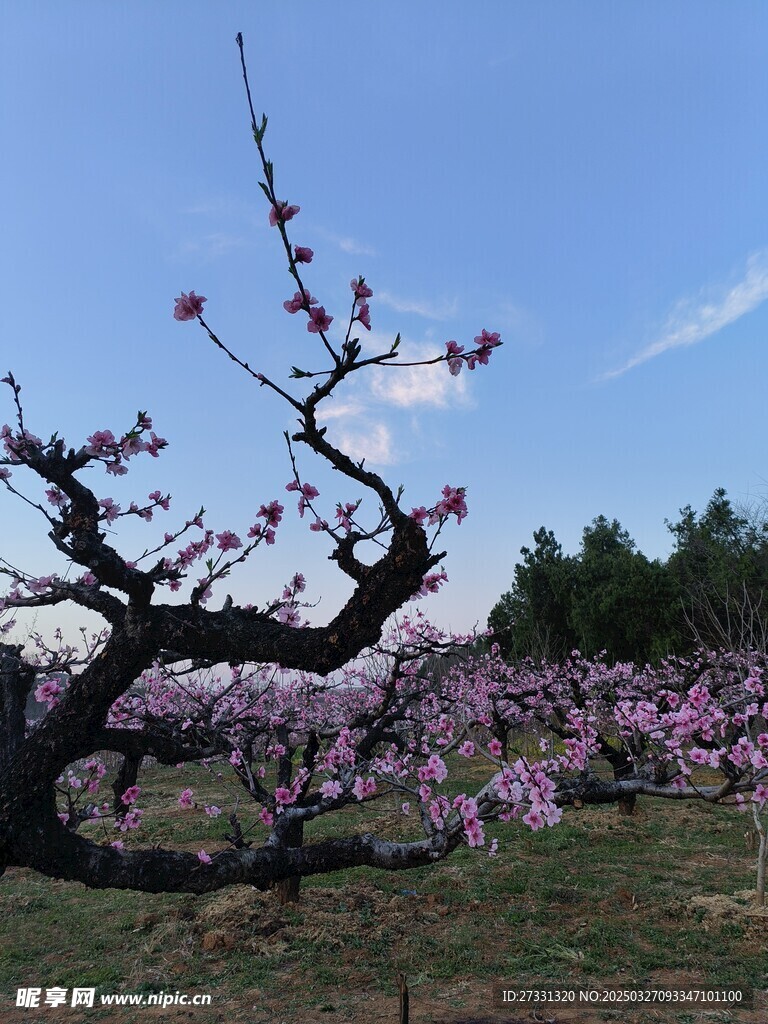 桃花