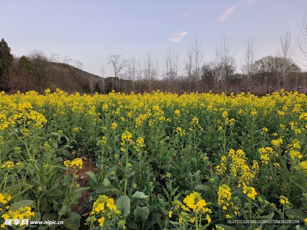 油菜花