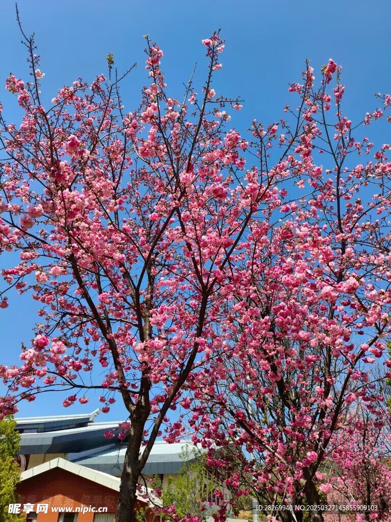 樱花